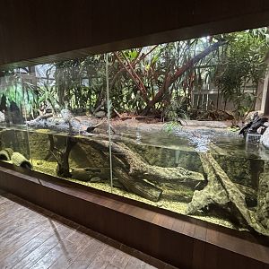 Annam Leaf Turtle + Sailfin Lizard Exhibit