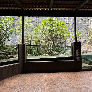 Yangtze River Tank (False Gharial + turtles)