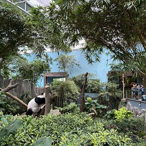 Giant Panda Exhibit