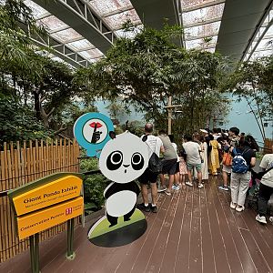 Giant Panda Exhibit - busy!