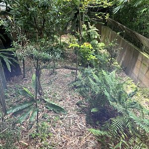 Giant Panda Exhibit - outdoor yard
