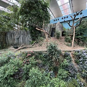 Giant Panda Exhibit