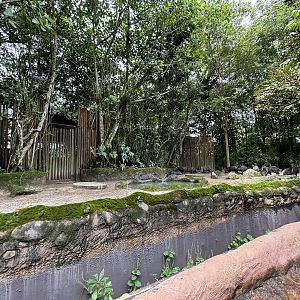 Amazon River Quest - Collared Peccary Exhibit