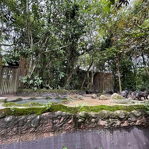 Amazon River Quest - Collared Peccary Exhibit