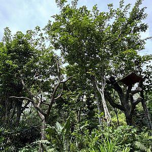Amazon River Quest - Red Howler Monkey Exhibit