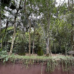 Amazon River Quest - Giant Anteater Exhibit