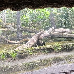Amazon River Quest - Jaguar Exhibit