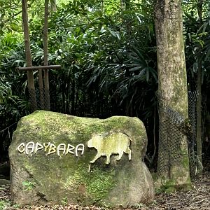 Amazon River Quest - Capybara Sign
