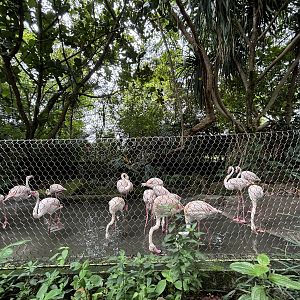 Amazon River Quest - Flamingo Exhibit