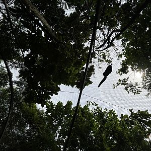 Amazon River Quest - Primate Tunnel Overhead Image