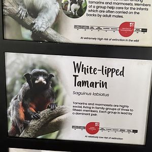 Monkey Signs (3 species)