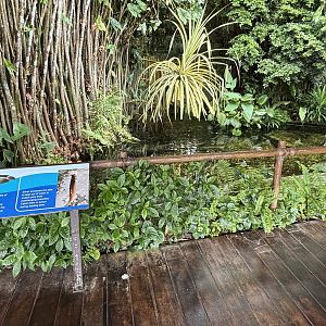 Silver Arowana Exhibit (open-topped)