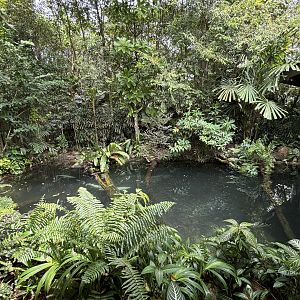 Cuvier’s Dwarf Caiman Exhibit