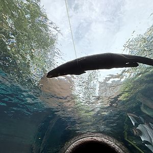 Giant River Otter Tunnel