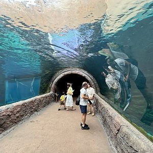 Giant River Otter Tunnel