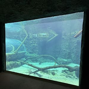 Giant River Otter Exhibit