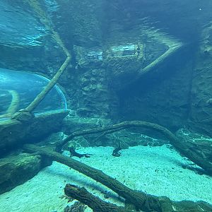Giant River Otter Exhibit