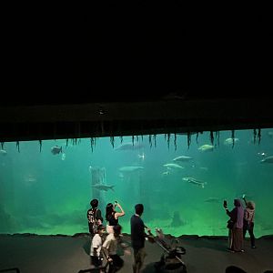Amazon Flooded Forest - manatee tank