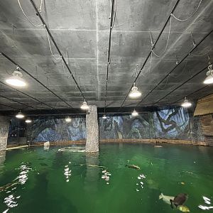 Amazon Flooded Forest - manatee tank
