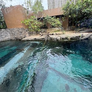 Giant River Otter Exhibit