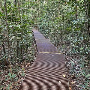 Lower Peirce Reservoir - jungle boardwalk
