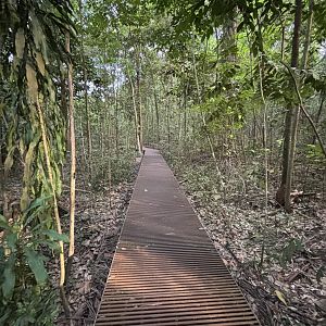 Lower Peirce Reservoir - jungle boardwalk
