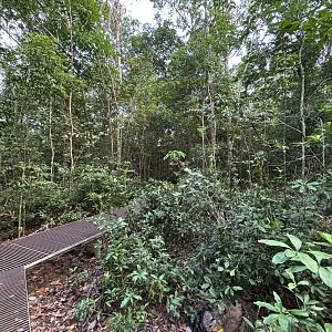 Lower Peirce Reservoir - jungle boardwalk
