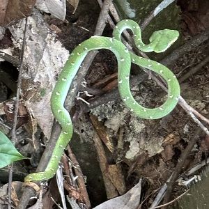 Lower Peirce Reservoir - Wagler’s Pitviper
