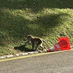Lower Peirce Reservoir - Crab-eating Macaque