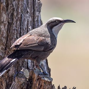 Grey-crowned Babbler