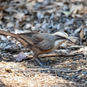 Grey-crowned Babbler