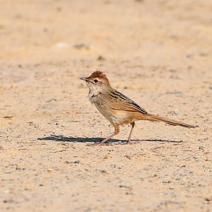 Tawny Grassbird