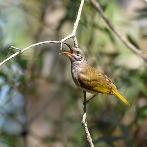 Brown Honeyeater