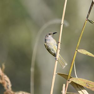 Brown Honeyeater
