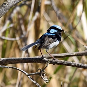 Superb Fairywren