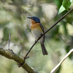 Leaden Flycatcher