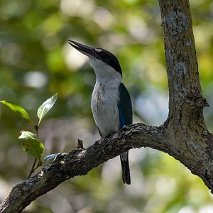 Torresian Kingfisher