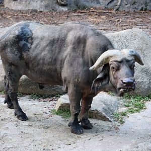 Cape Buffalo