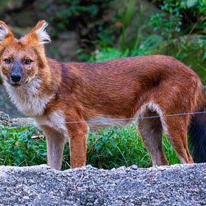 Red Dhole