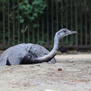 Greater Rhea - 6th July 2024