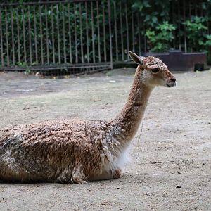 Vicuna - 6th July 2024