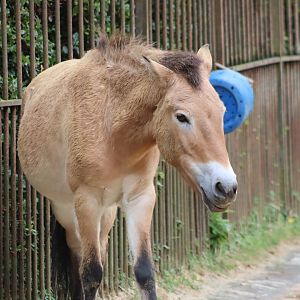Przewalski's Horse - 6th July 2024