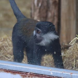 L'Hoest's Monkey - 6th July 2024