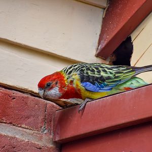 Eastern Rosella