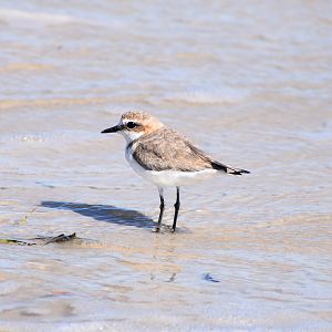 Red-capped Plover