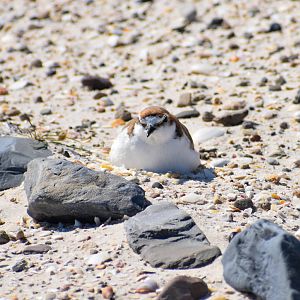 Red-capped Plover