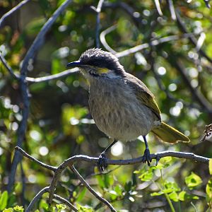 Singing Honeyeater