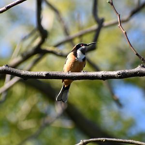 Eastern Spinebill