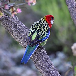 Eastern Rosella