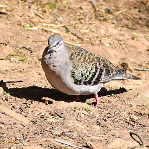 Common Bronzewing